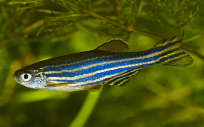 Zebrafish