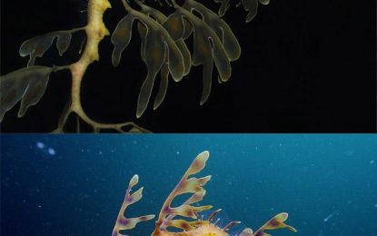 Leafy Sea Dragon