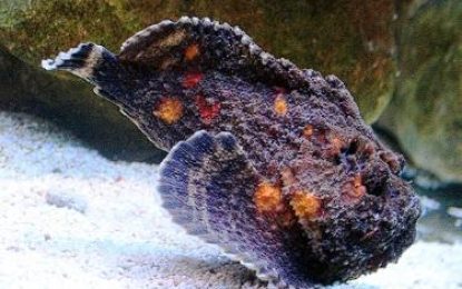 Interesting Creatures: The stonefish