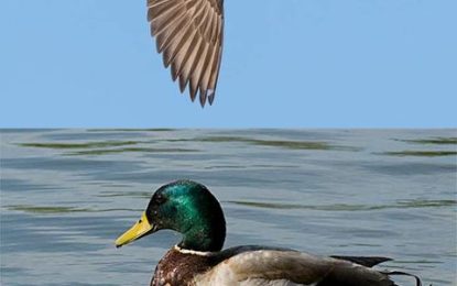 COMMON NAME: Mallard Duck