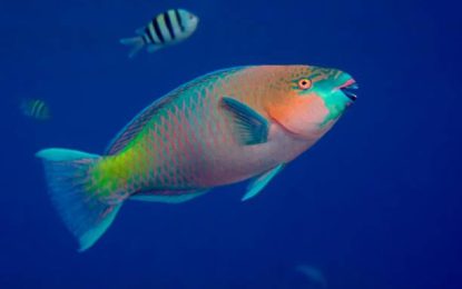 Parrotfish