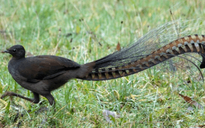 Lyrebird