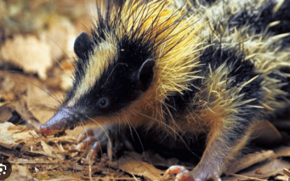 Lowland Streaked Tenrec