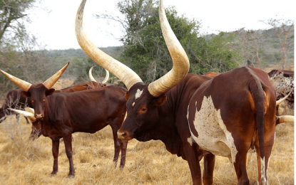 Ankole-Watusi  Longhorn Cattle