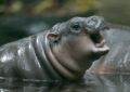 Pygmy hippo   