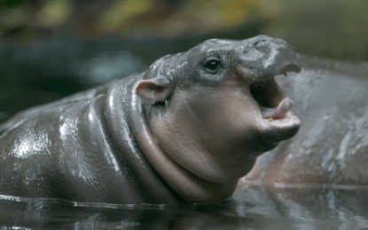 Pygmy hippo   