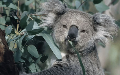 Koalas