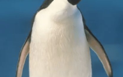 Adélie Penguin