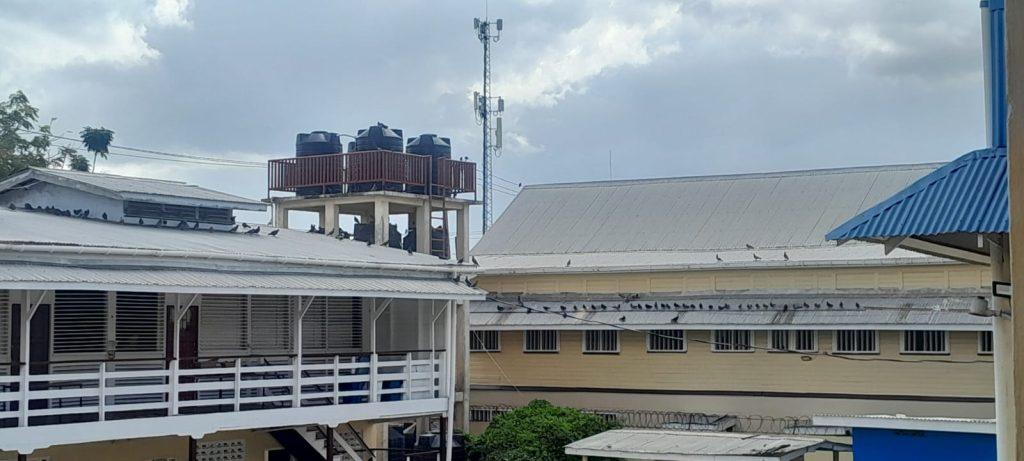 Pigeons shut down Charlestown Secondary School