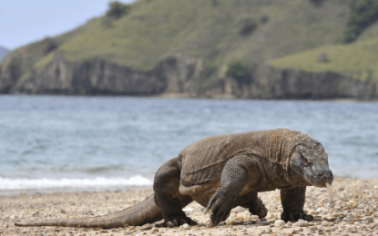 Komodo dragon