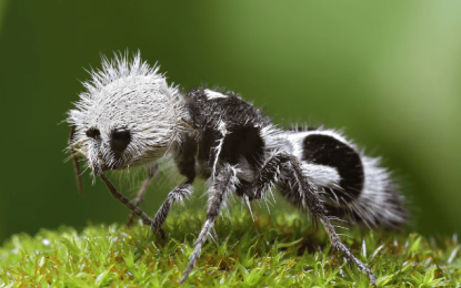 Panda ant