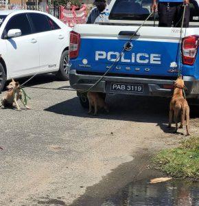 Stray dogs captured by police after killing sheep