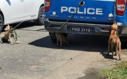 Stray dogs captured by police after killing sheep