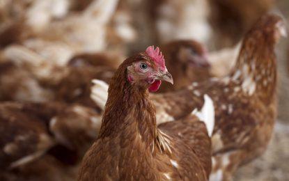 Spread of bird flu calls for stepped up action–FAO says