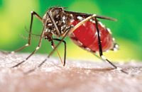 Chikungunya cases increasing in several countries in the Americas