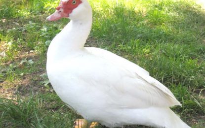 Muscovy duck (Cairina moschata)
