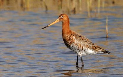 Black-tailed godwit (Limosa limosa)