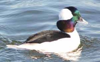 The Bufflehead (Bucephala albeola)