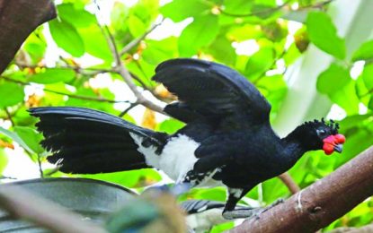 Book Review…The immortal message