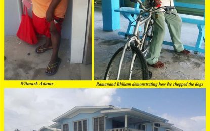 Pit-bulls kill one, injure two