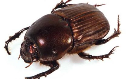 The Dung Beetle