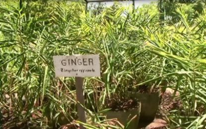 NAREI plans to up spice production