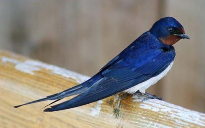 Barn swallow (Hirundo rustica)