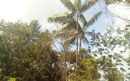 Modern entrepreneurship and ancient history in the Pomeroon