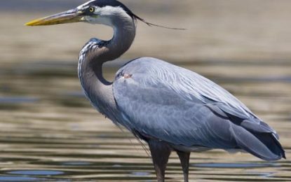 The Heron