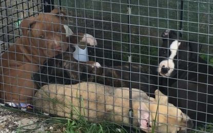 Govt tables Bill to licence three or more animals