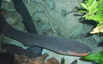 Electric Eel (Electrophorus electricus)
