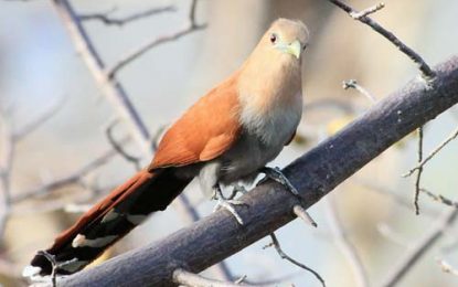 Squirrel Cuckoo (Piaya cayana)