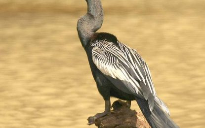 Anhinga