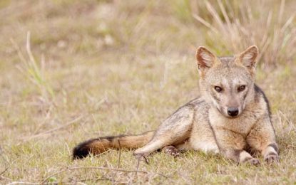The Crab–eating fox (Cerdocyon thous)