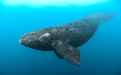 The Southern Right Whale (Eubalaena australis)
