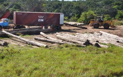 Loggers reject plan to increase fees, ban Purpleheart log exports