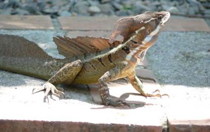 Interesting creatures…The Common Basilisk [Basiliscus basiliscus]