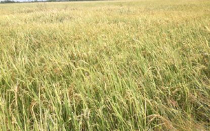 Rice Board being blamed for paddy bug problem in Region Six