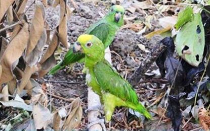 Urgent steps should be taken to re-open wildlife trade – Opposition Leader