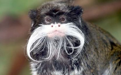 The Emperor Tamarin (Saguinus imperator)