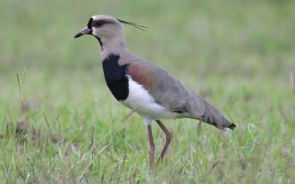 Southern Lapwing (Vanellus chilensis)