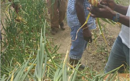 Hopetown grows onions
