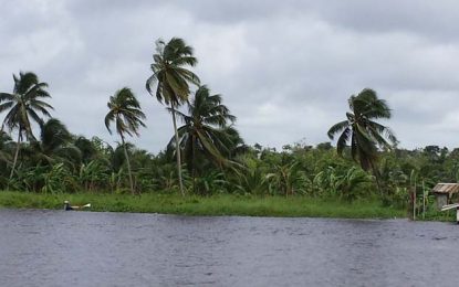Pomeroon farmers estimate 75% decrease in coconut production