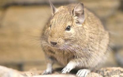 Degu