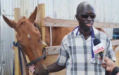 Officials seize illegally imported horse