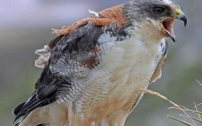 The Variable Hawk (Geranoaetus polyosoma)