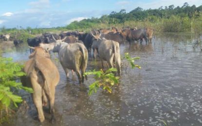 Options limited in battling Berbice and Region 9 floodwaters – Agri Minister
