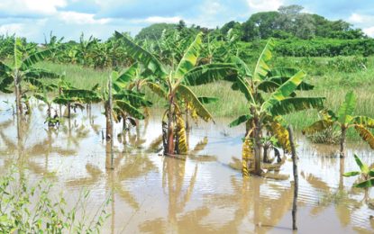 Flooded Abary creates discomfort for farmers