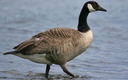 The Goose