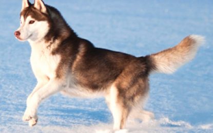 Veterinarian appeals to Govt. to monitor importation of dogs to Guyana